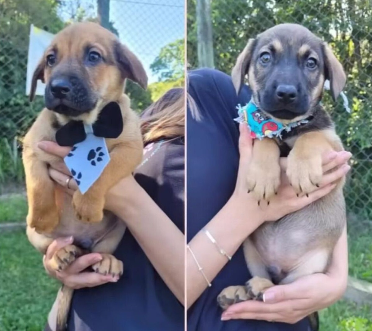 side-by-side photo of a woman holding a puppy