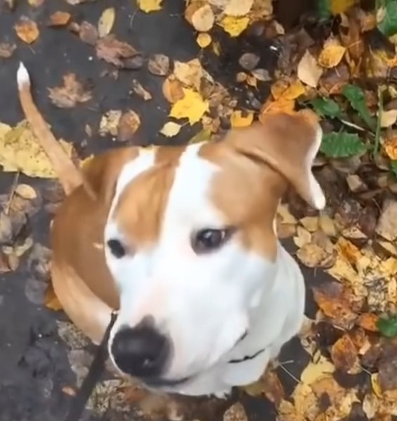 sweet dog walking in forest