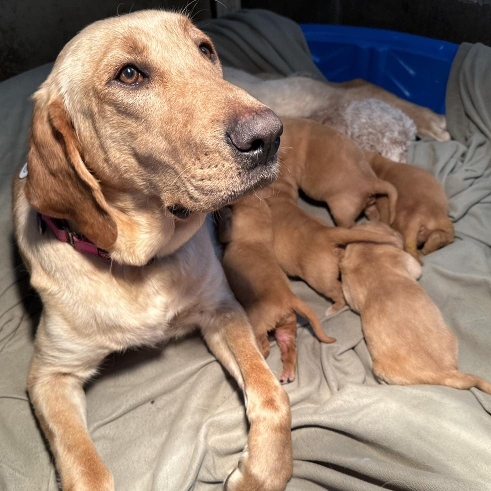 Sweet puppies and mother dog