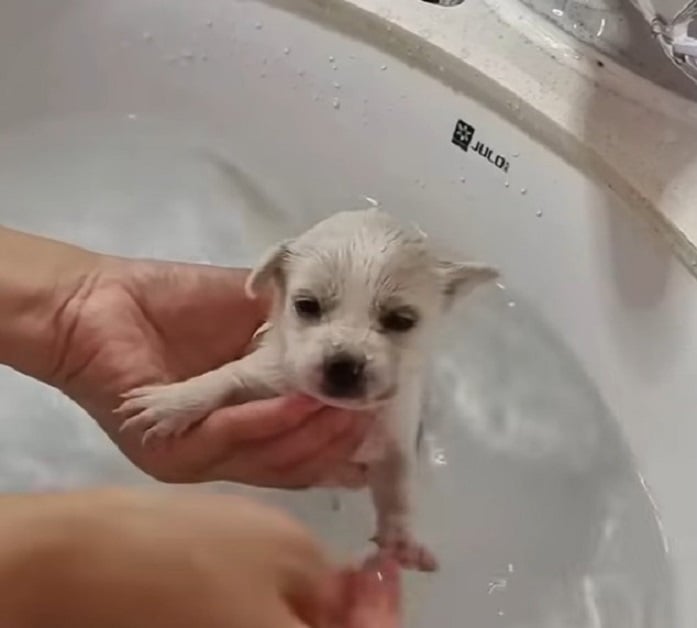 Tiny puppy getting a bath