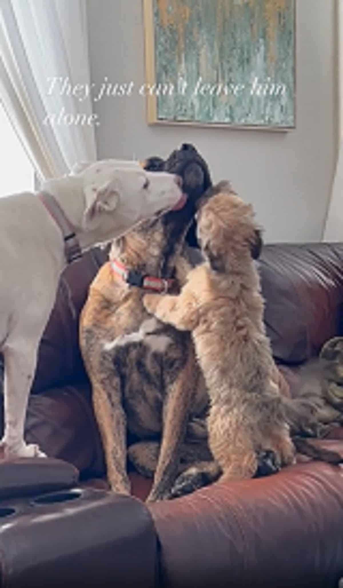 Two dogs comforting an anxious dog on the couch