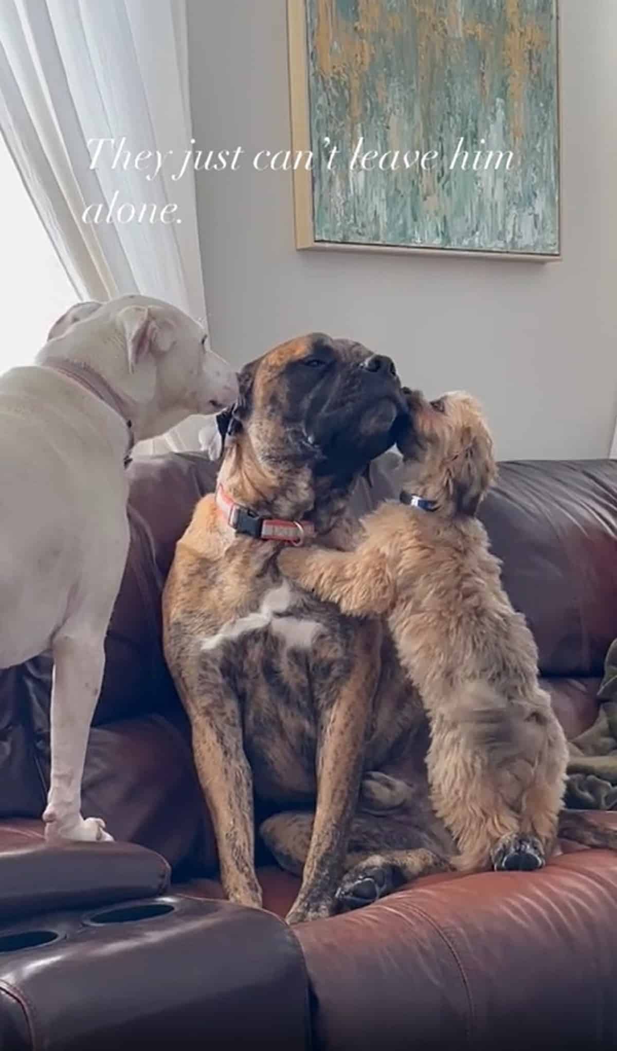 Two dogs comforting another one on the couch