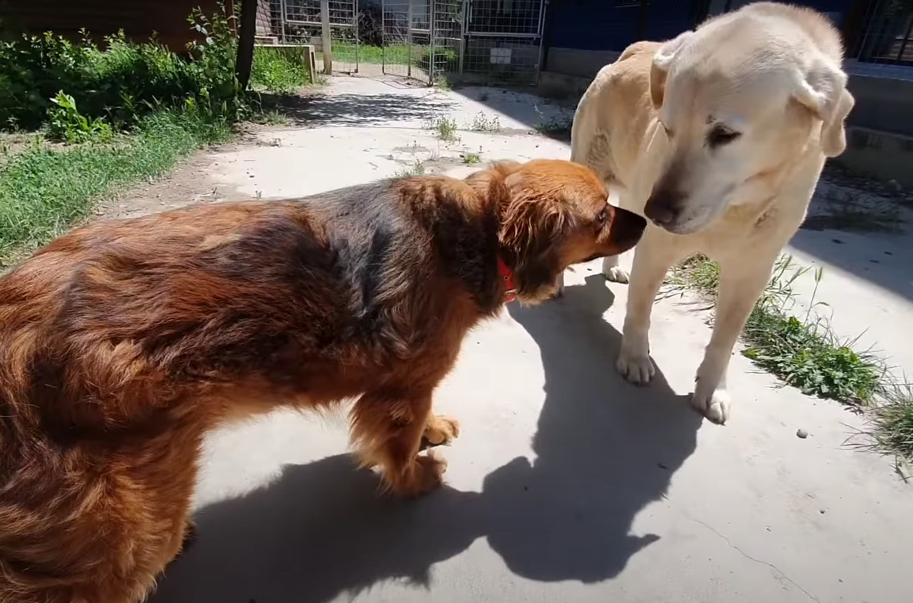 Two dogs in the yard