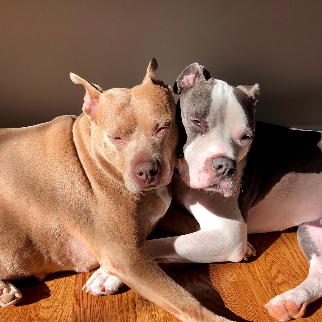 two dogs lying next to each other in sunshine