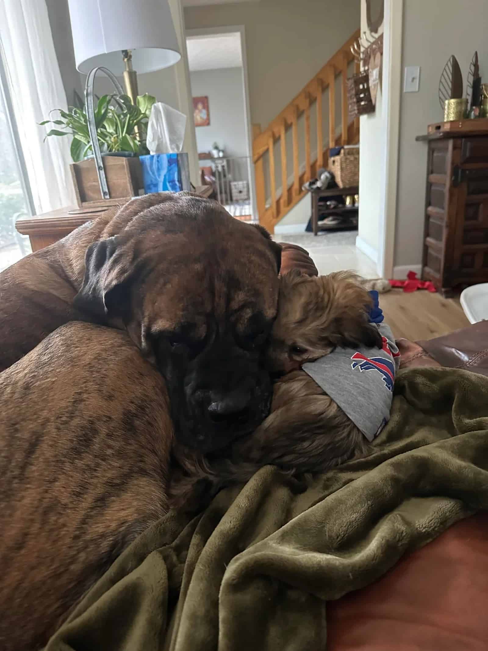 Two dogs relaxing together on the couch