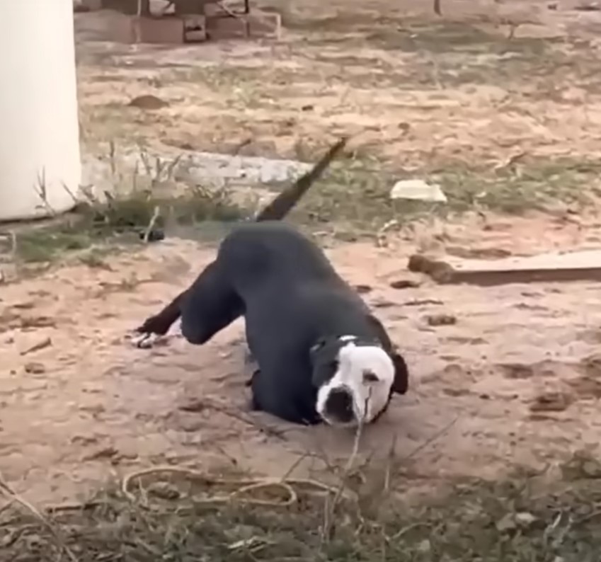 Two-legged dog struggling