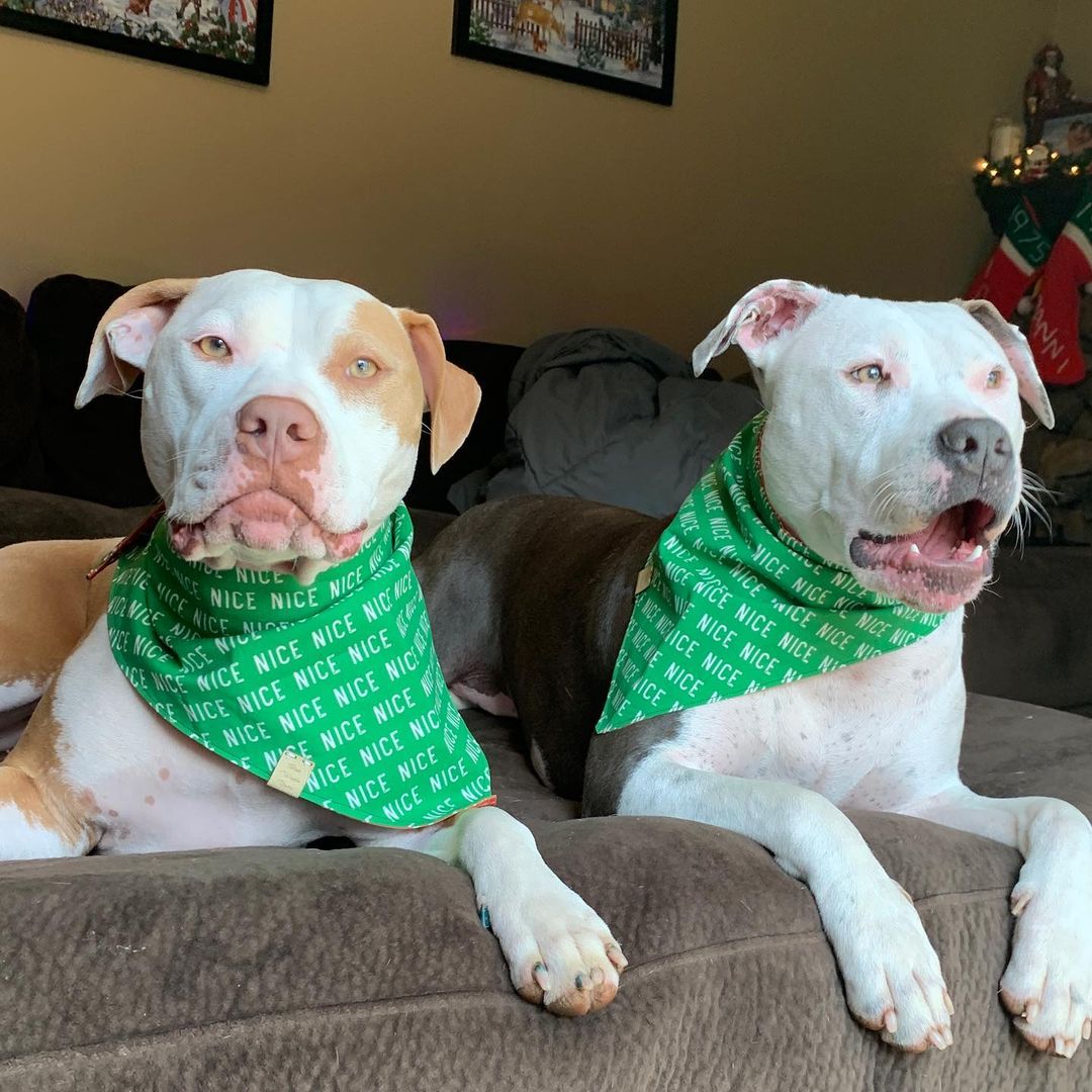 two pitbulls lying on a couch