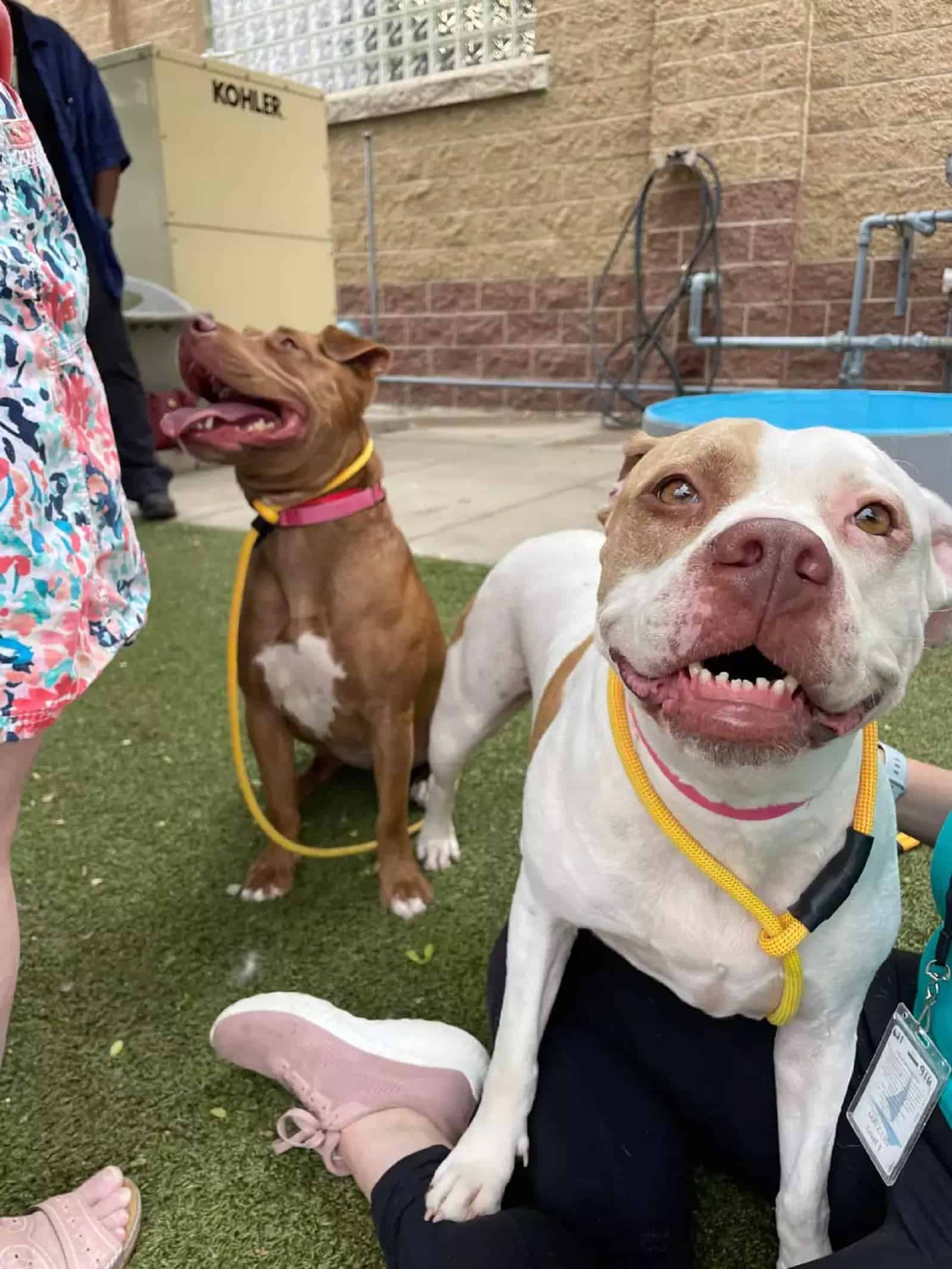 two pitties playing in the yard