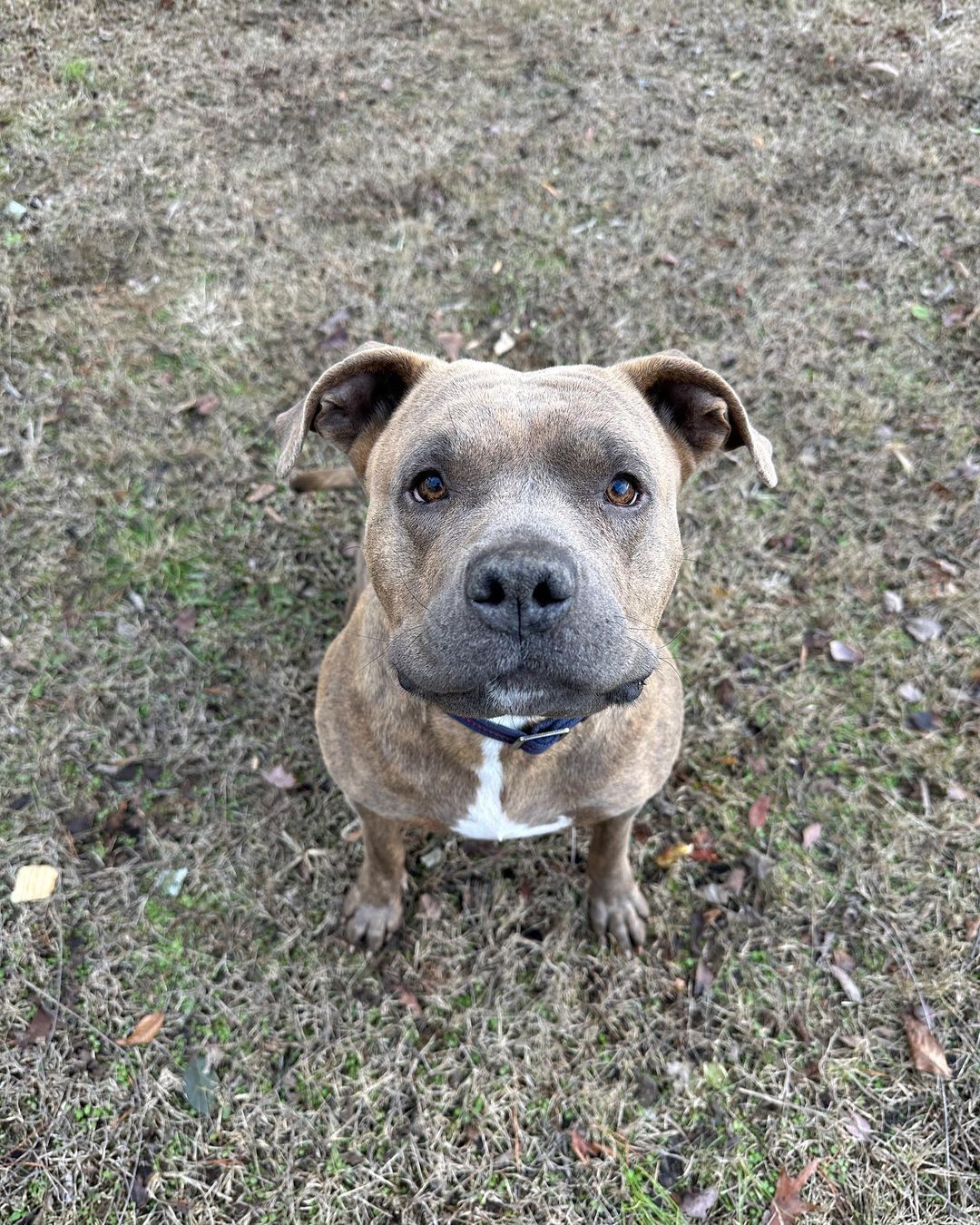 Very cute mother dog