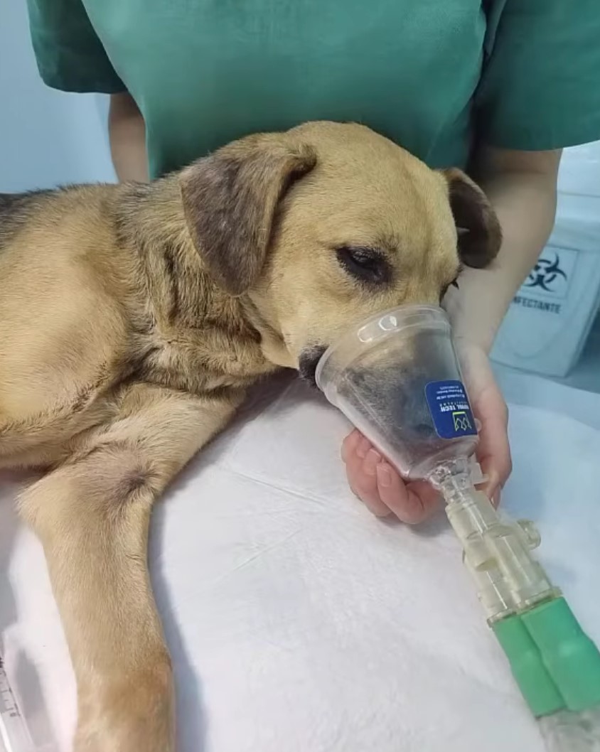 veterinarian inhaling dog