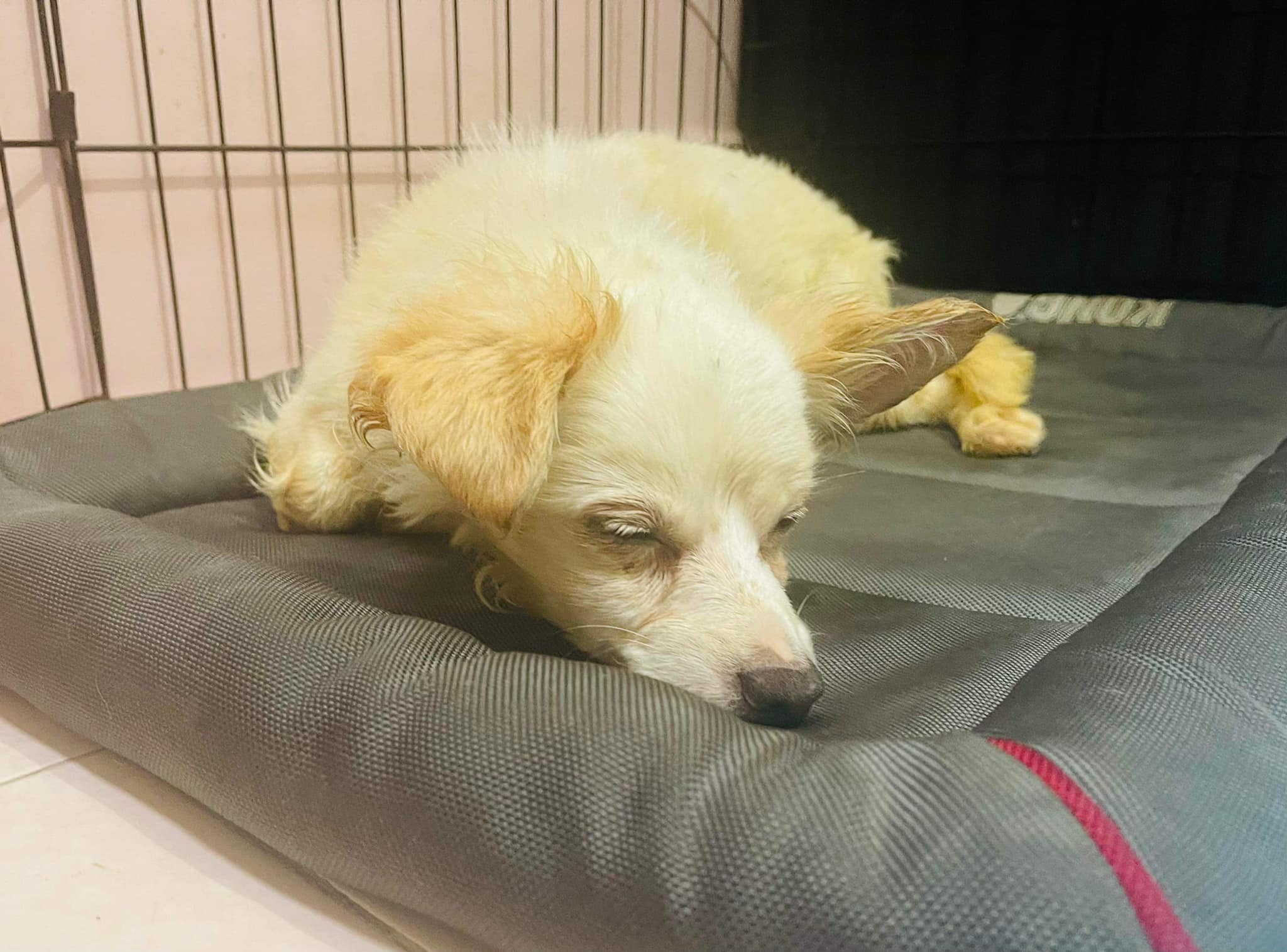 White dog sleeping on a dog's bed