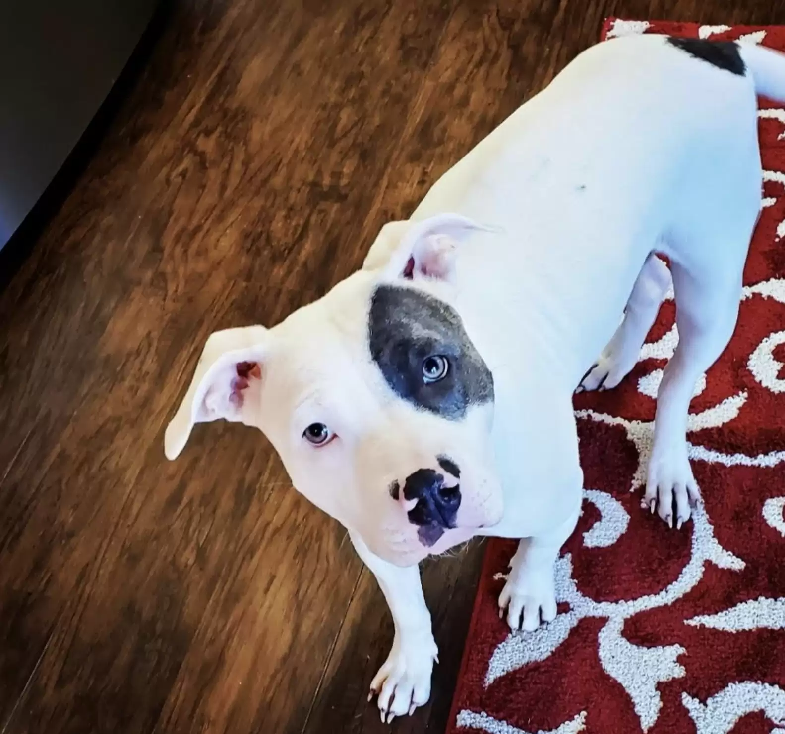 white dog with black spot on eye