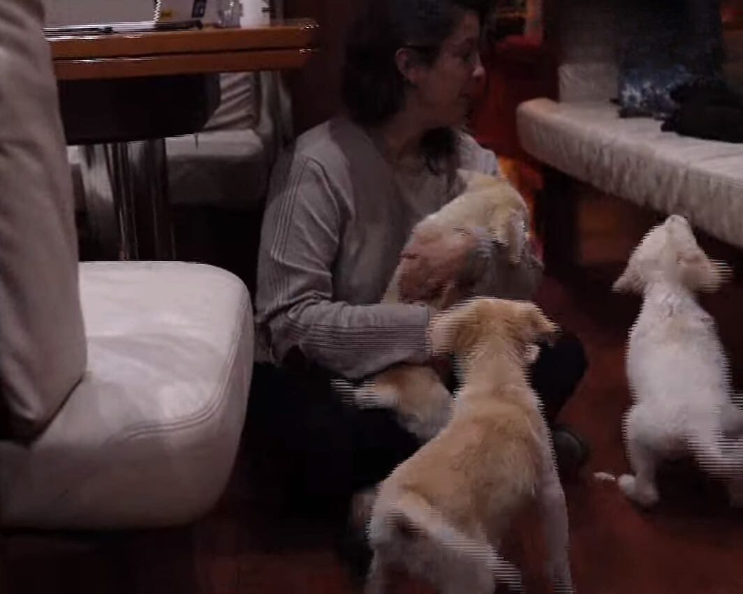 Woman sitting on the floor with dogs